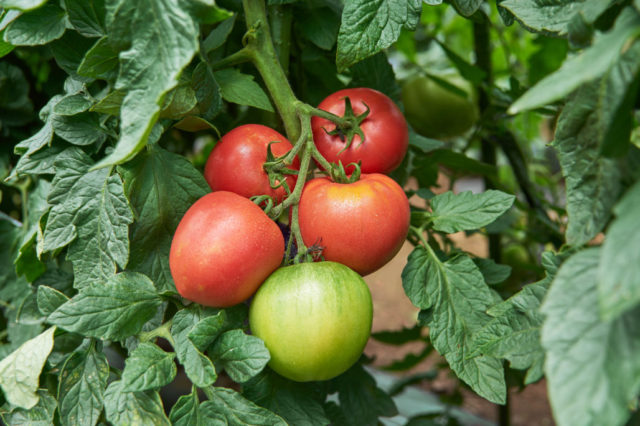 嘉山農園トマト