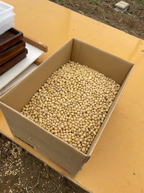  収穫した大豆の選別がとても大変でした。
農薬不使用のため虫食いなどの大豆がなんて多いことか