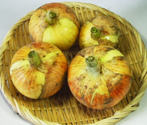 大原さん新玉ねぎナチュラルコープ